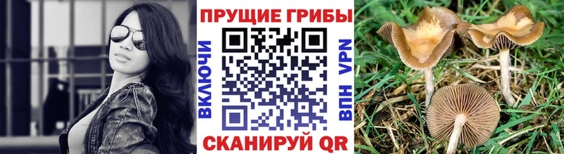 Купить закладки  Петровск  Галлюциногенные грибы ЛСД 